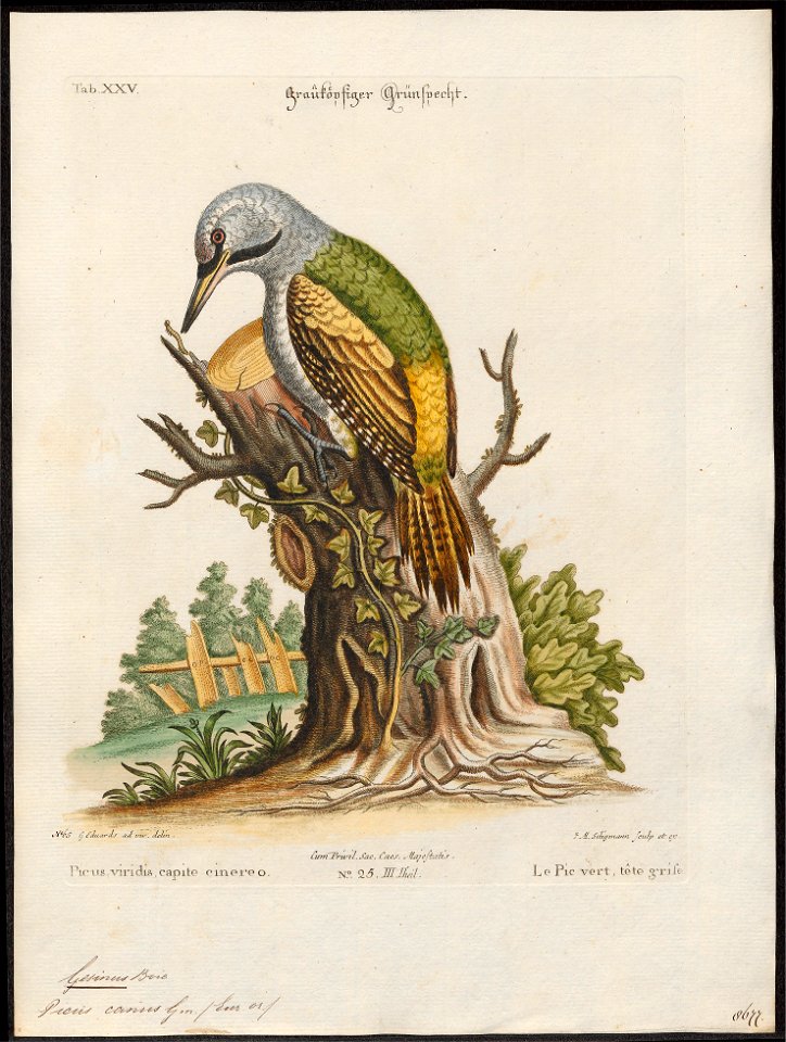 Gecinus canus - 1700-1880 - Print - Iconographia Zoologica - Special Collections University of Amsterdam - UBA01 IZ18700271