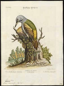 Gecinus canus - 1700-1880 - Print - Iconographia Zoologica - Special Collections University of Amsterdam - UBA01 IZ18700271