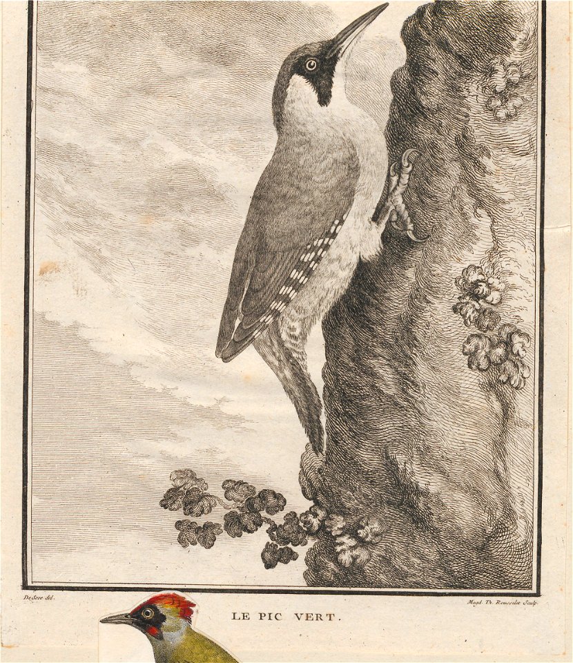 Gecinus viridis - 1700-1880 - Print - Iconographia Zoologica - Special Collections University of Amsterdam - UBA01 IZ18700257