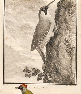 Gecinus viridis - 1700-1880 - Print - Iconographia Zoologica - Special Collections University of Amsterdam - UBA01 IZ18700257