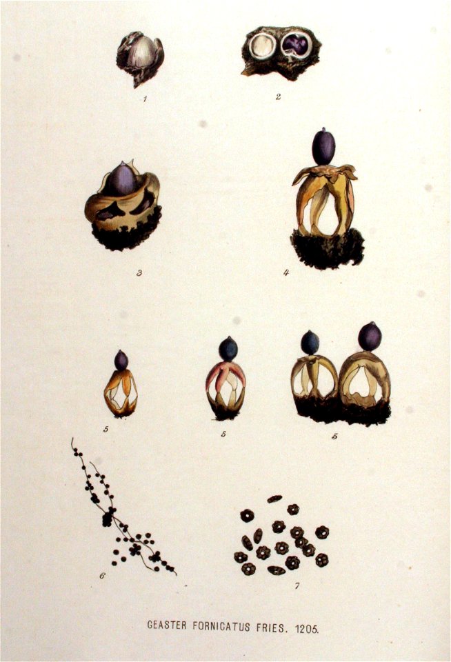 Geaster fornicatus — Flora Batava — Volume v16