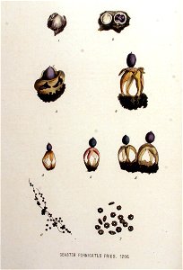 Geaster fornicatus — Flora Batava — Volume v16