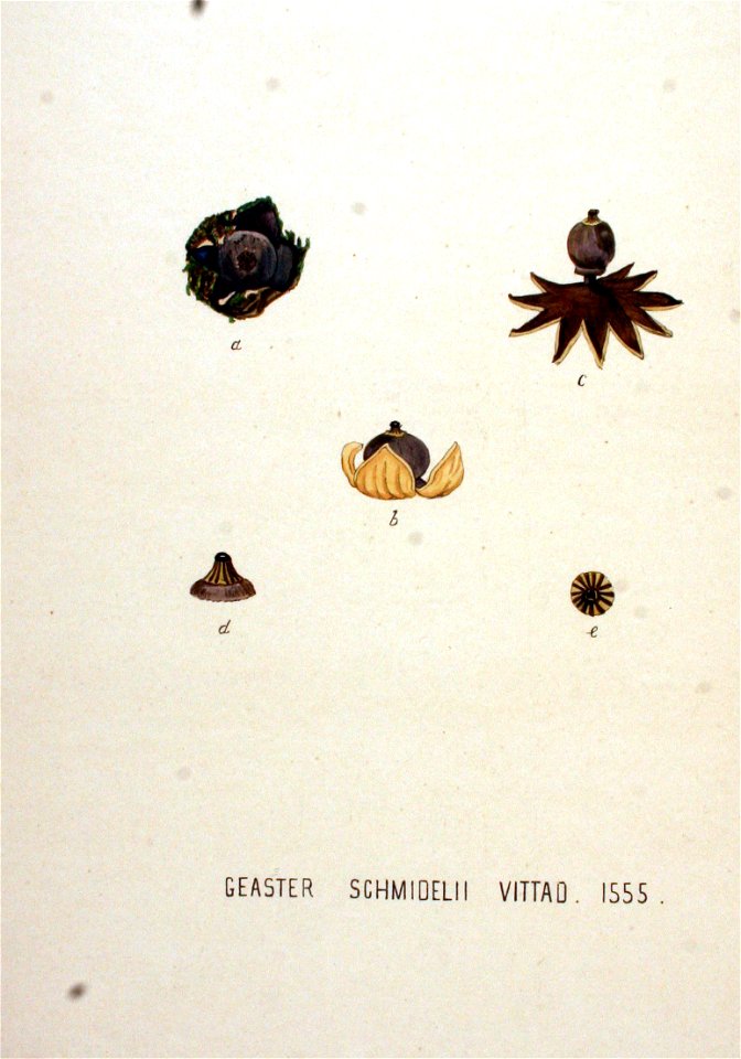 Geaster schmidelii — Flora Batava — Volume v20