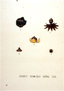 Geaster schmidelii — Flora Batava — Volume v20. Free illustration for personal and commercial use.