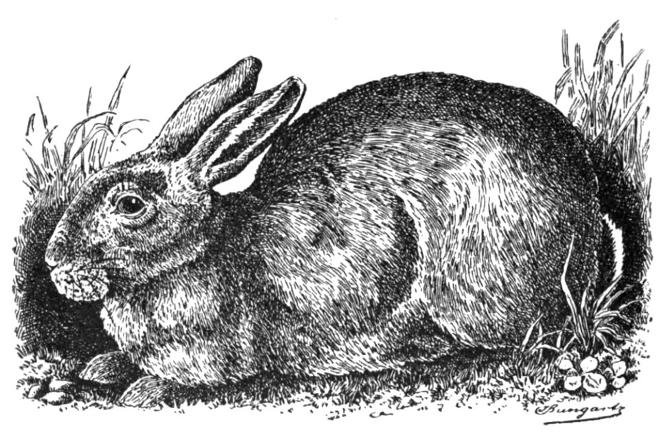 Gehege-Kaninchen (Jean Bungartz, Kaninchenrassen, 1902, p042)