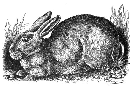 Gehege-Kaninchen (Jean Bungartz, Kaninchenrassen, 1902, p042)