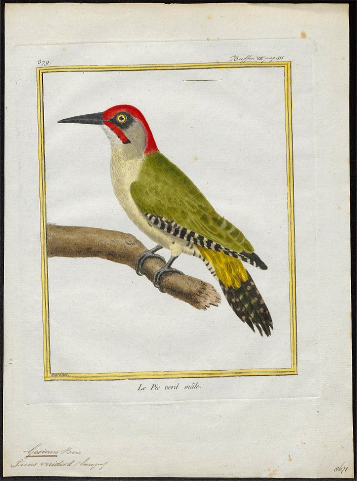 Gecinus viridis - 1700-1880 - Print - Iconographia Zoologica - Special Collections University of Amsterdam - UBA01 IZ18700249