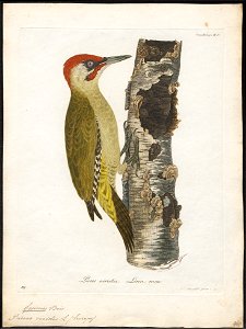 Gecinus viridis - 1800-1812 - Print - Iconographia Zoologica - Special Collections University of Amsterdam - UBA01 IZ18700251