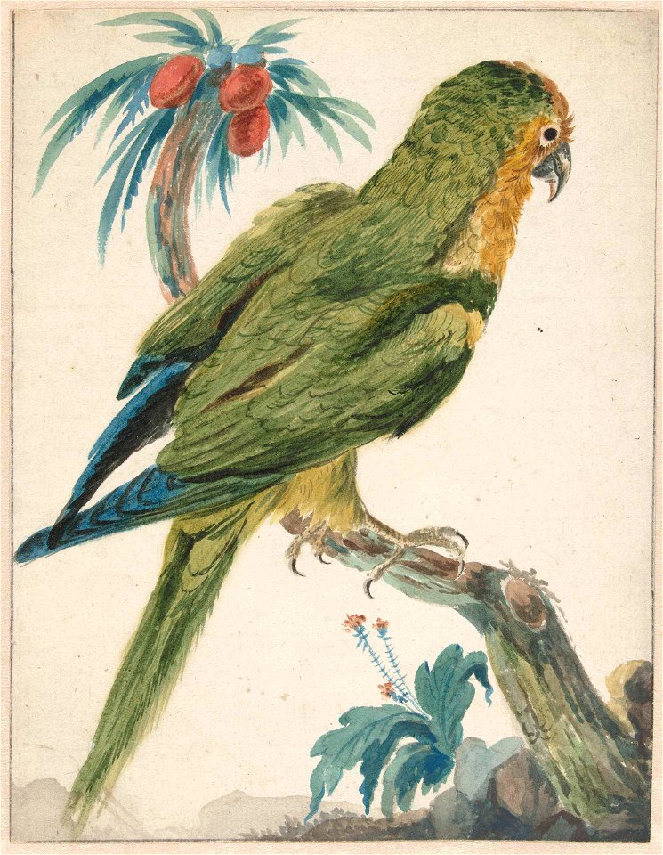 Geelvoorhoofd parkiet (Bolborhyuchus aurifrons)