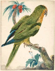 Geelvoorhoofd parkiet (Bolborhyuchus aurifrons)