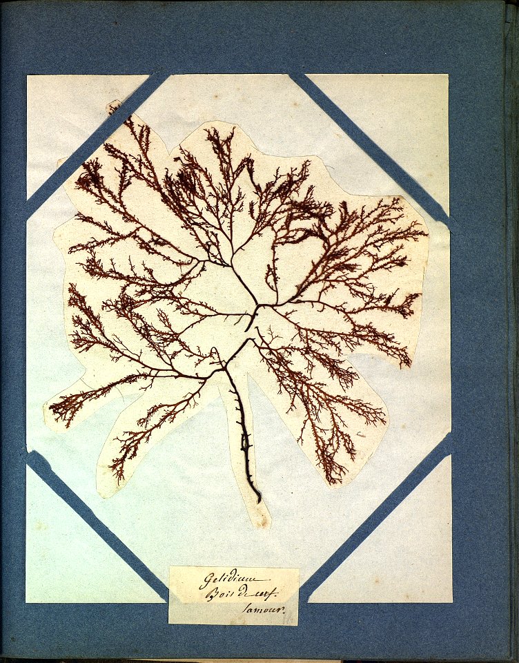 Gelidium corneum
