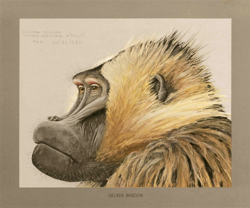 Gelada baboon Fuertes