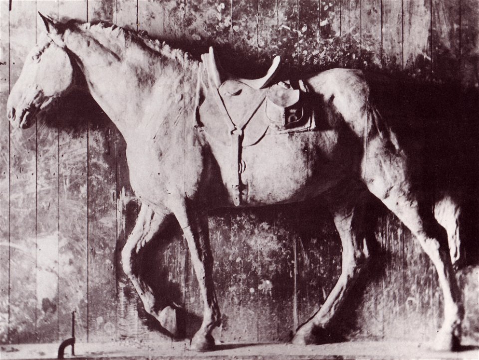 General grants horse thomas eakins