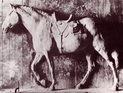 General grants horse thomas eakins