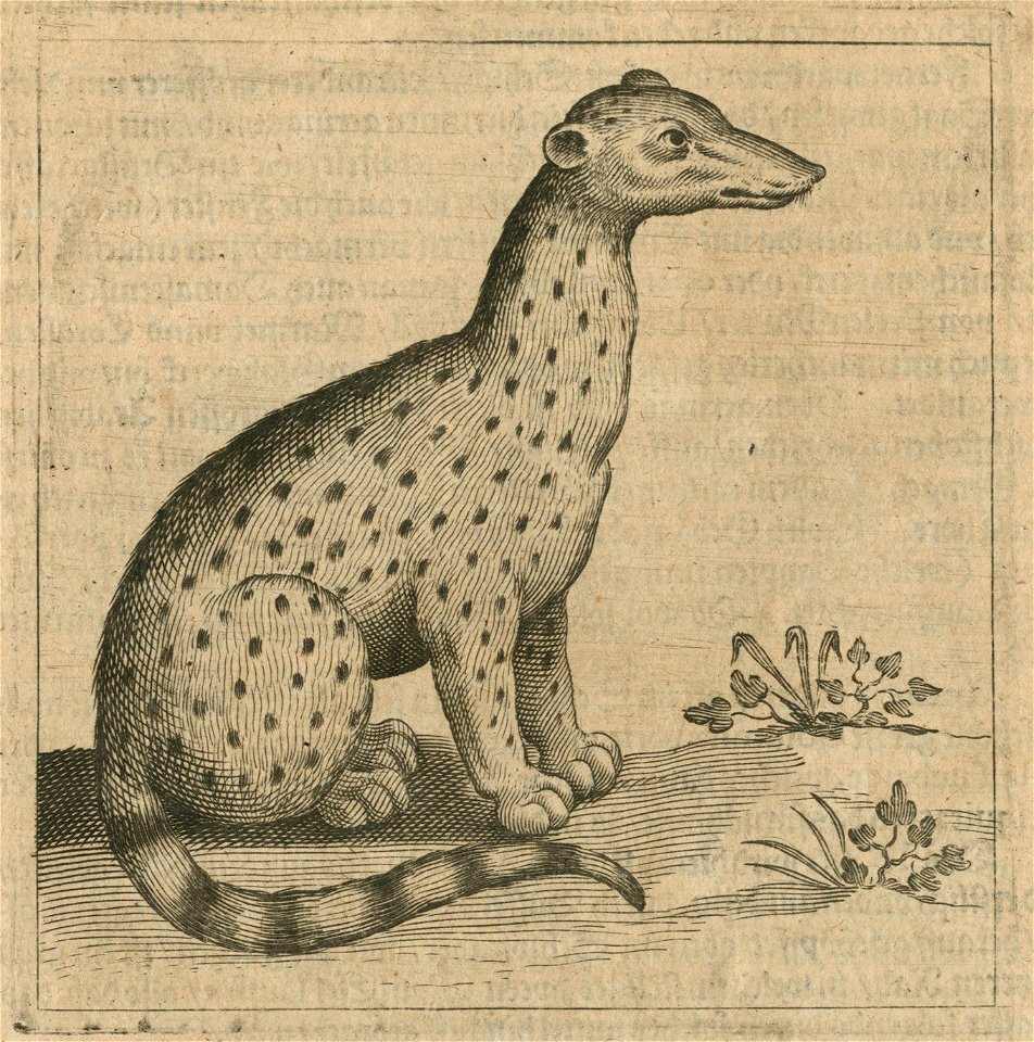 Genet that Jacob Breuning Saw at the castle of Cairo - Breuning Von Buchenbach Hans Jacob - 1612