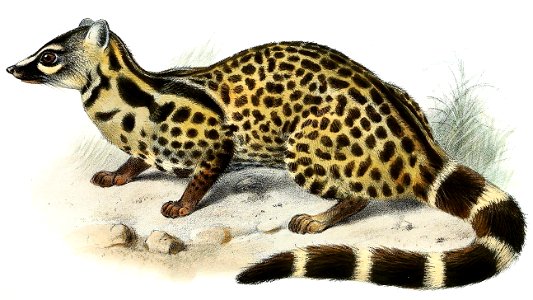 Genetta victoriae