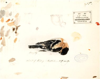 Gustaf Wilhelm Finnberg - Kuollut pikkulintu - A I 20 - Finnish National Gallery