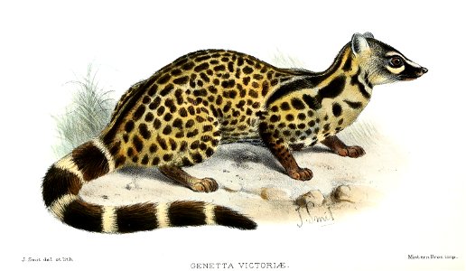 GenettaVictoriaeSmit