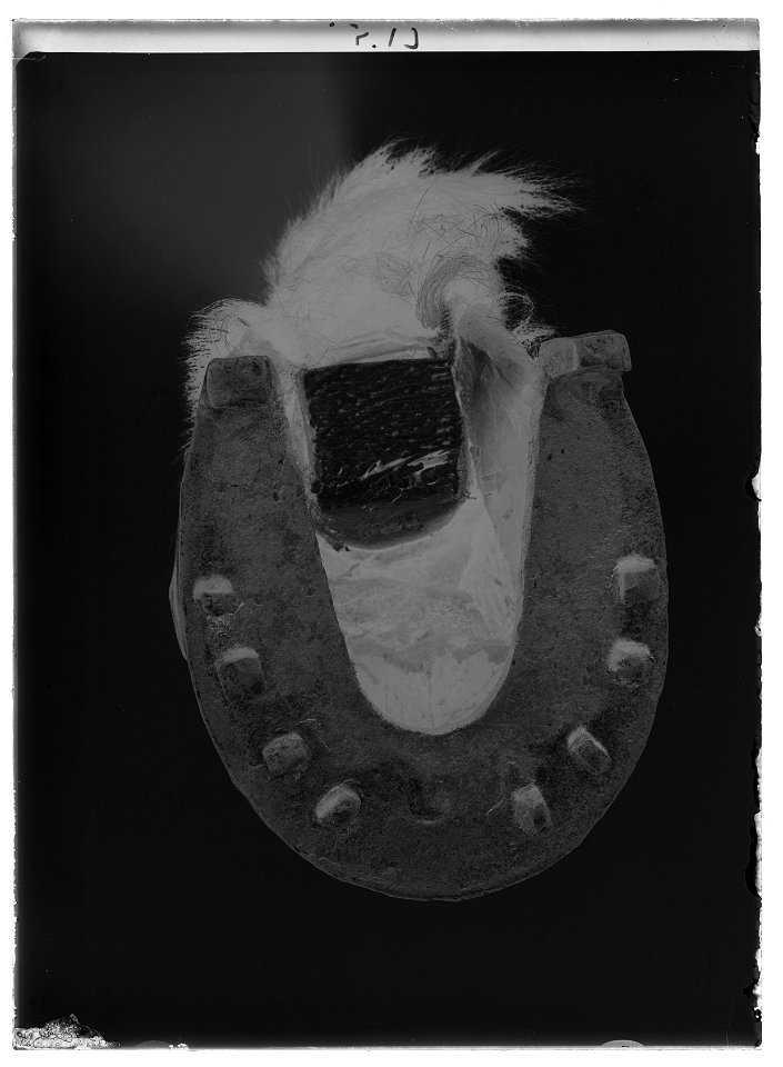 Gustav II Adolfs häst från Slaget vid Lützen 1632-11-06, kallad Streiff - Livrustkammaren - 77974-negative