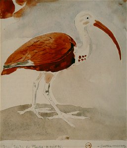 Gustave Moreau - Ibis. Free illustration for personal and commercial use.