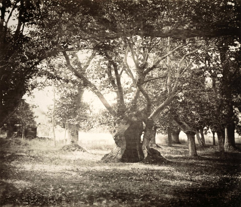 Gustave LeGray - Tree, Forest of Fontainebleau - Google Art Project