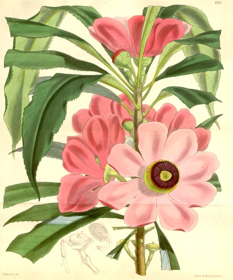 Gustavia gracillima