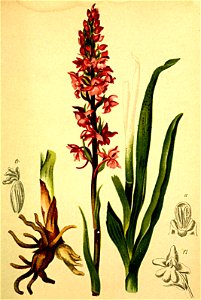 Gymnadenia conopsea Atlas Alpenflora