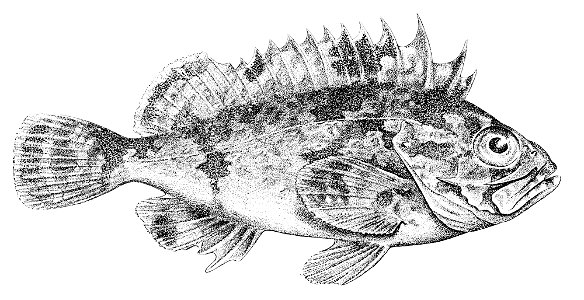 Gymnapistes marmoratus
