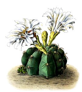 Gymnocalycium denudatum BlKakteenT59