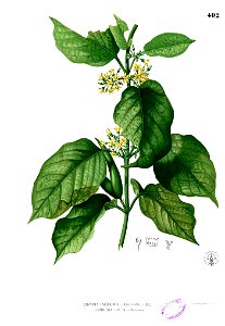 Gymnema inodorum Blanco2.402