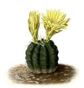 Gymnocalycium uruguayense BlKakteenT144
