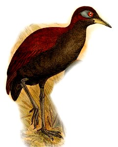 Gymnocrex rosenbergii 1898