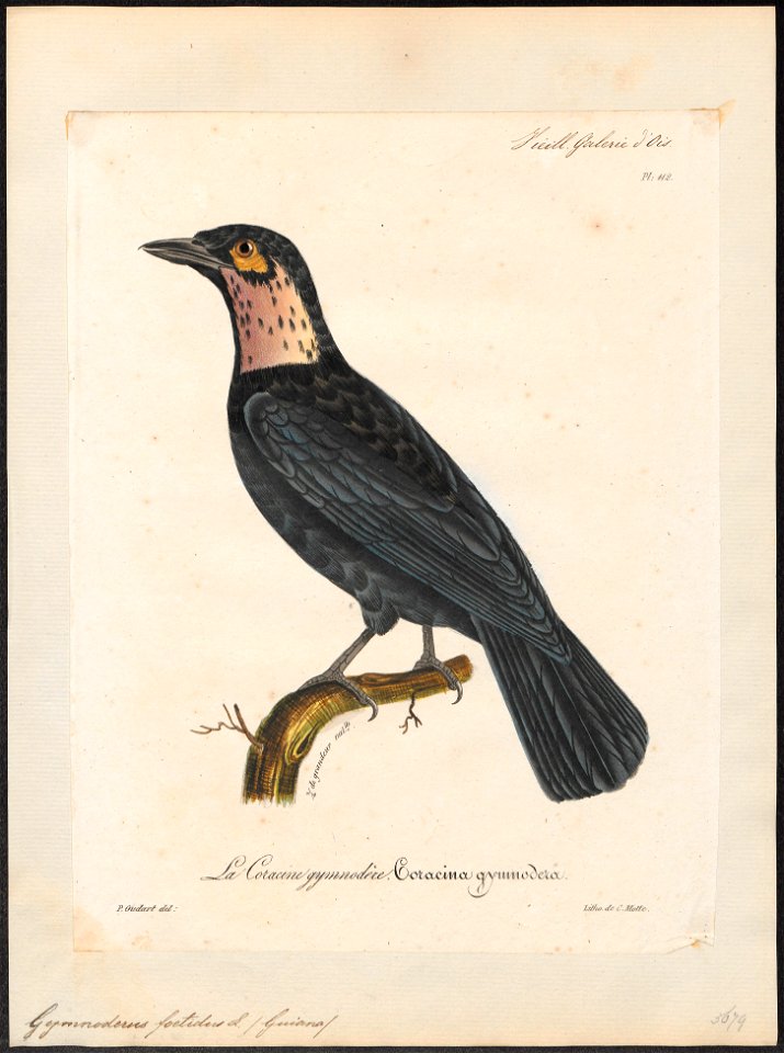 Gymnoderus foetidus - 1825-1834 - Print - Iconographia Zoologica - Special Collections University of Amsterdam - UBA01 IZ16600133