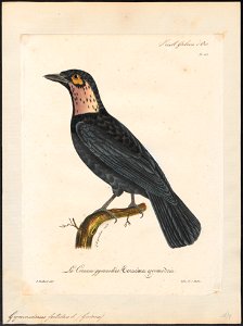 Gymnoderus foetidus - 1825-1834 - Print - Iconographia Zoologica - Special Collections University of Amsterdam - UBA01 IZ16600133