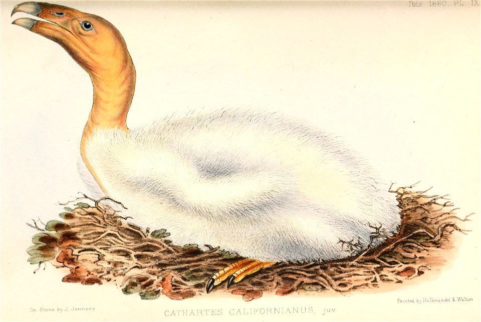 Gymnogyps californianus juvenile 1860