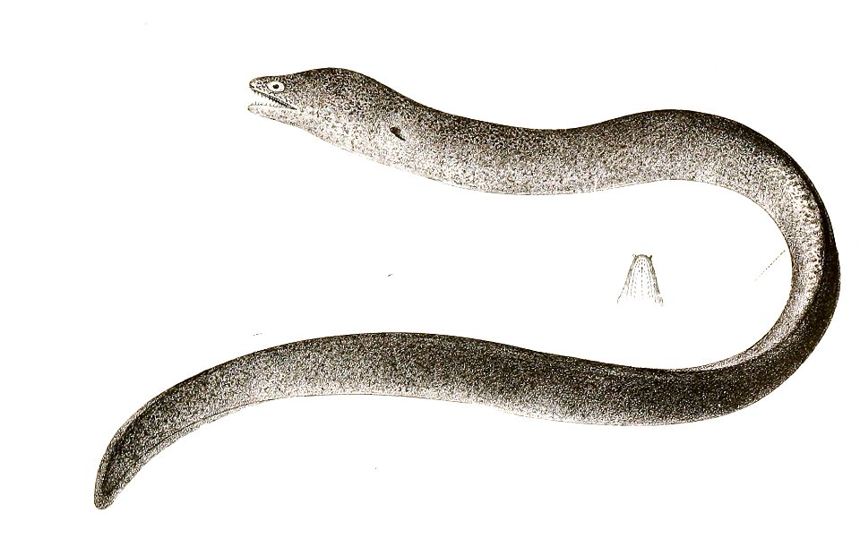 Gymnomuraena marmorata Achilles 172