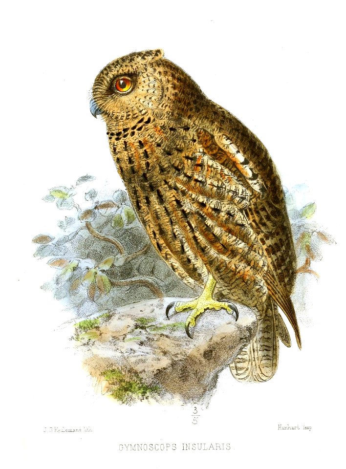 GymnoscopsInsularisKeulemans