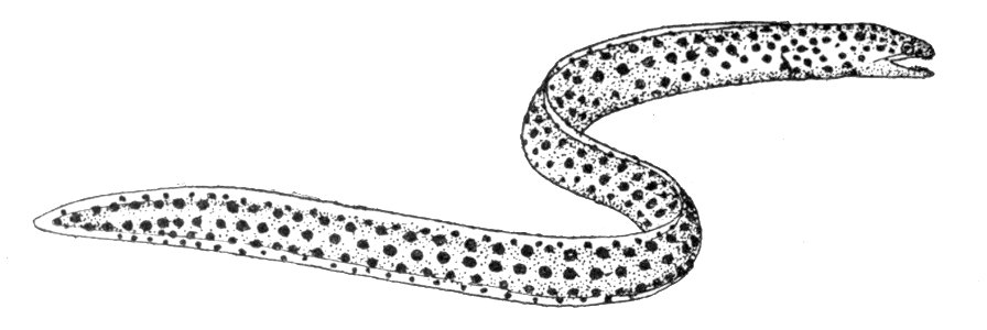 Gymnothoraxpictus