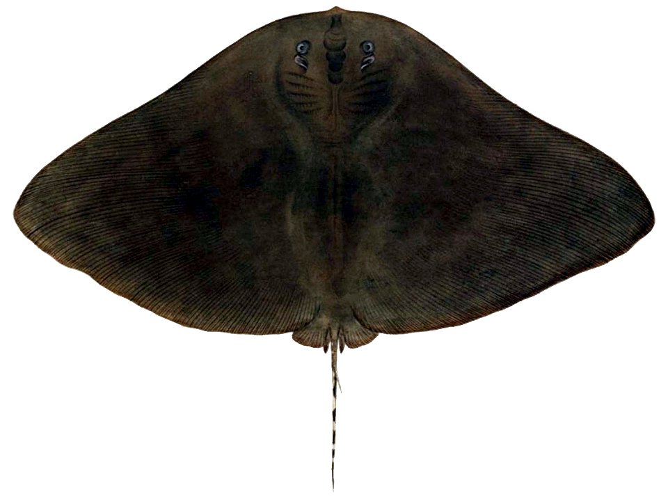 Gymnura japonica