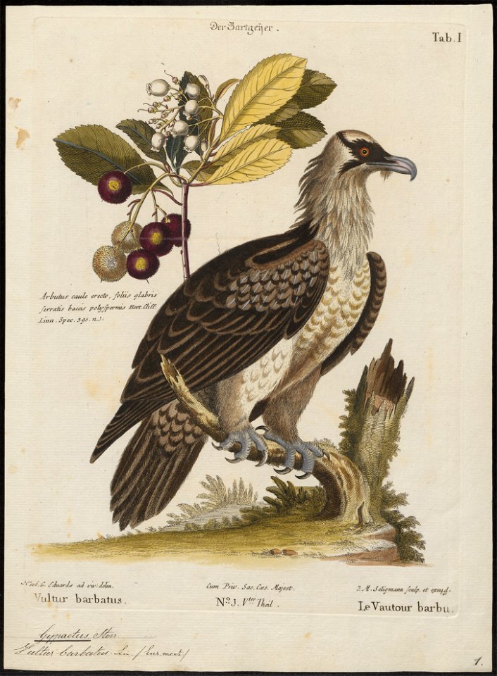 Gypaëtus barbatus - 1700-1880 - Print - Iconographia Zoologica - Special Collections University of Amsterdam - UBA01 IZ18100009