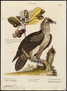 Gypaëtus barbatus - 1700-1880 - Print - Iconographia Zoologica - Special Collections University of Amsterdam - UBA01 IZ18100009