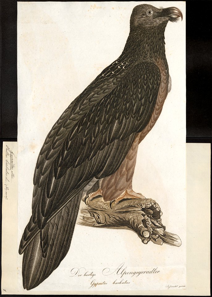 Gypaëtus barbatus - 1800-1812 - Print - Iconographia Zoologica - Special Collections University of Amsterdam - UBA01 IZ18100025