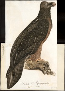 Gypaëtus barbatus - 1800-1812 - Print - Iconographia Zoologica - Special Collections University of Amsterdam - UBA01 IZ18100025