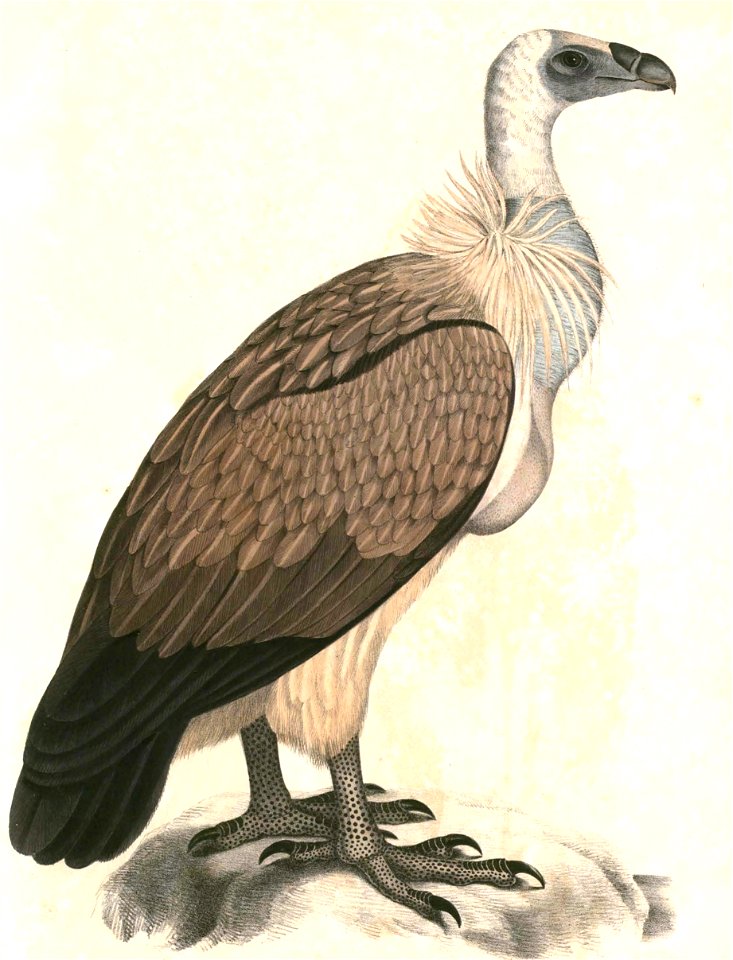 Gyps bengalensis 2 Hardwicke
