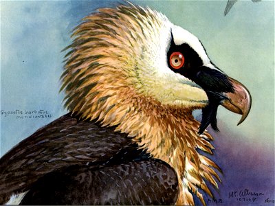 Gypaetus barbatusEYP16A