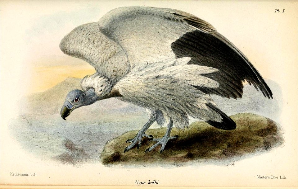 GypsKolbiKeulemans