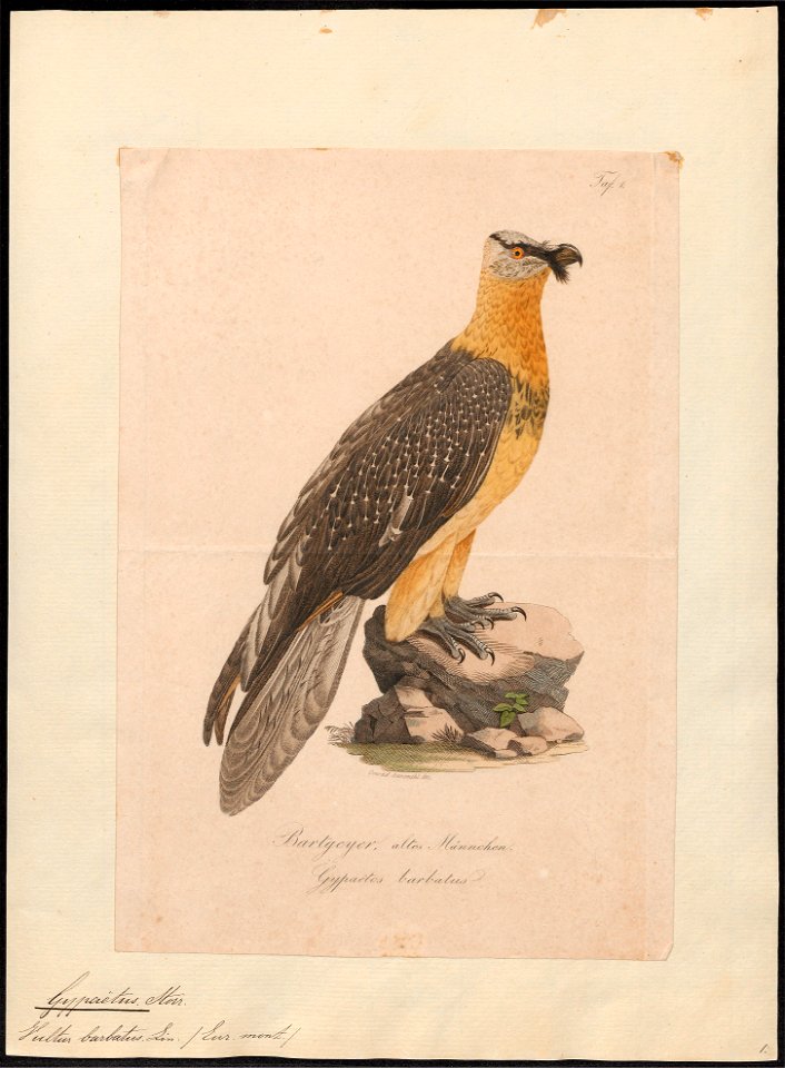 Gypaëtus barbatus - 1700-1880 - Print - Iconographia Zoologica - Special Collections University of Amsterdam - UBA01 IZ18100023
