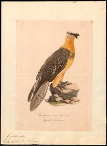 Gypaëtus barbatus - 1700-1880 - Print - Iconographia Zoologica - Special Collections University of Amsterdam - UBA01 IZ18100023