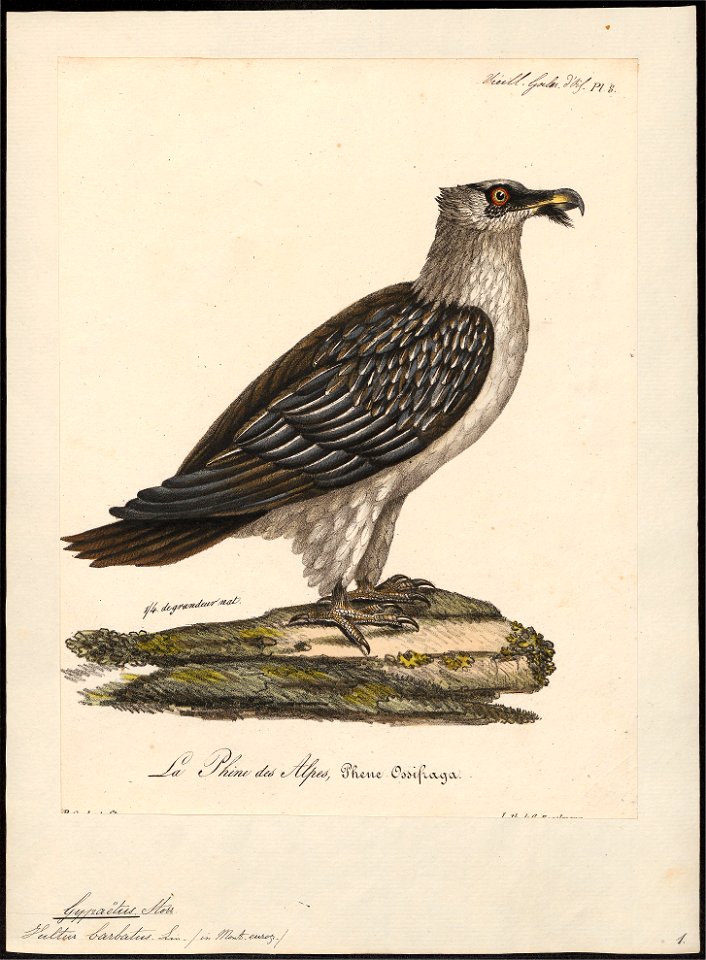 Gypaëtus barbatus - 1825-1834 - Print - Iconographia Zoologica - Special Collections University of Amsterdam - UBA01 IZ18100013
