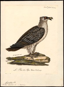 Gypaëtus barbatus - 1825-1834 - Print - Iconographia Zoologica - Special Collections University of Amsterdam - UBA01 IZ18100013